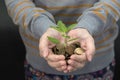 Concept of money plant growing from coins in hand Royalty Free Stock Photo