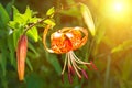 The concept of mourning. Orange lily flowers on a sunrise background. We remember, we mourn. Selective focus, close-up, side view