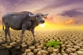 The concept of natural drought of the environment on Earth: causes animals buffalo lacking food, dry soil, soil, background,