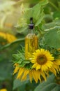 The concept of a natural and healthy product. Sunflower oil in a glass vessel on a sunflower flower outdoors on the Royalty Free Stock Photo