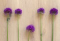 concept of natural likeness, similarity and difference with chives flowers Royalty Free Stock Photo