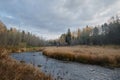 Concept of nature and environment. Birch trees yellow leaves. Landscape of central Russia in mid autumn. National park Royalty Free Stock Photo