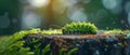 Caterpillar crawling on a yellow-green stump. Concept Nature, Insects, Caterpillar, Stump, Wildlife