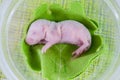 The concept of nature. Newborn baby rat lies on a green leaf Royalty Free Stock Photo