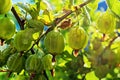 Concept of nature, organic food and gardening. Fresh and ripe organic gooseberries growing on branch in the garden. Gooseberries