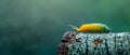 A yellow-green caterpillar making its way across a tree stump. Concept Nature Photography, Macro