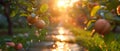 Concept Nature Photography, Summer Fruits, Refreshing Moments Sundrenched Orchard Sprinklers