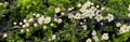 Panoramic close-up shot of a flowering tree branch in a spring sunny garden Royalty Free Stock Photo