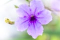 Concept nature view of purple leaf on blurred greenery background Royalty Free Stock Photo