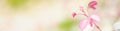 Concept nature view of White and pink flowers on blurred greenery Royalty Free Stock Photo