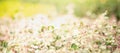 Concept nature view of White and pink flowers on blurred greenery Royalty Free Stock Photo