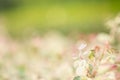 Concept nature view of White and pink flowers on blurred greenery Royalty Free Stock Photo