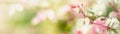 Concept nature view of White and pink flowers on blurred greenery Royalty Free Stock Photo