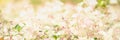 Concept nature view of White and pink flowers on blurred greenery Royalty Free Stock Photo