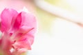 Concept nature view of White and pink flowers on blurred greenery Royalty Free Stock Photo