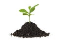 Concept of new life - small green plant growing from soil heap, white background Royalty Free Stock Photo