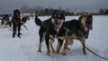 Concept northern sled dogs. Team Alaskan huskies ready to run forward and pull sled in winter during fog and snowfall