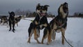 Concept northern sled dogs. Team Alaskan huskies ready to run forward and pull sled in winter during fog and snowfall