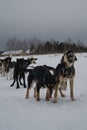 Concept northern sled dogs. Team Alaskan huskies ready to run forward and pull sled in winter during fog and snowfall