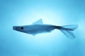 Concept ocean fish from a plastic bag. Total pollution of the ocean with garbage Royalty Free Stock Photo
