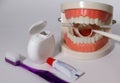 There are dental models and dental care tools on a white background. Royalty Free Stock Photo