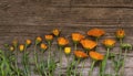 The concept of the origin of life,prosperity and decay.calendula on wooden background