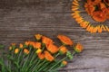 The concept of the origin of life,prosperity and decay.calendula on a wooden background stretches to the sun