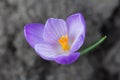 Concept of origin of life. Young flower Crocus only ascended above the earth