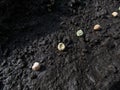 Concept of the pea sowing. Wet soil with dried pea seeds ready to be covered with soil. Planting and growing seedlings. Food Royalty Free Stock Photo