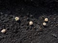 Concept of the pea sowing. Wet soil with dried pea seeds ready to be covered with soil. Planting and growing seedlings. Food Royalty Free Stock Photo