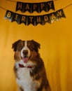 Golden inscription happy birthday on black flags garland on yellow background. Australian Shepherd enjoys close up Royalty Free Stock Photo