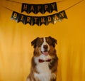 Golden inscription happy birthday on black flags garland on yellow background. Australian Shepherd enjoys close up Royalty Free Stock Photo