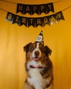 Concept of pet as family member. Aussie dog with red bow tie and paper cap on head at birthday party. Golden inscription Royalty Free Stock Photo