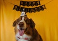 Concept of pet as family member. Aussie dog with red bow tie and paper cap on head at birthday party. Golden inscription Royalty Free Stock Photo