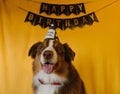 Concept of pet as family member. Aussie dog with red bow tie and paper cap on head at birthday party. Golden inscription Royalty Free Stock Photo