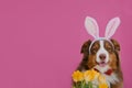 Concept of pet celebrating Catholic Easter in hare costume. Brown Australian Shepherd with Easter bunny ears. Dog with Royalty Free Stock Photo