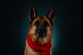 Beautiful German Shepherd with red knitted scarf portrait close-up. Studio photo inside on dark blue background, serious Royalty Free Stock Photo