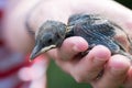 Concept of pet love. Little blackbird baby in the hand Royalty Free Stock Photo