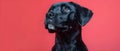 Thoughtful Pup Ponders Politics Against Red. Concept Pet Portraits, Political Commentary, Red