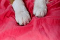 The concept of pets as people. White fluffy paws of puppy on pink bedding close-up. Hotel where well-behaved pets