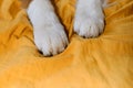 The concept of pets as people. White fluffy paws of puppy on yellow bedding close-up. A hotel where well-behaved pets are welcome