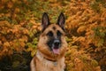 Dog smiles in fall . Concept of pets in autumn outside no people. Portrait of German Shepherd black and red color on