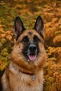 Dog smiles in fall . Concept of pets in autumn outside no people. Portrait of German Shepherd black and red color on