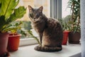 Cat with two different color eyes sitting on the windowsill Royalty Free Stock Photo