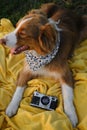 Concept pets look like people. Dog is a professional photographer with a vintage film photo camera. Brown Australian