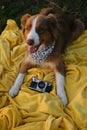 Concept pets look like people. Dog is a professional photographer with a vintage film photo camera. Brown Australian