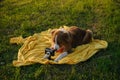 Concept pets look like people. Dog professional photographer with vintage film photo camera. Brown Australian Shepherd