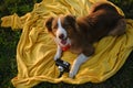 Concept pets look like people. Dog professional photographer with vintage film photo camera. Brown Australian Shepherd