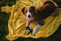 Concept pets look like people. Dog professional photographer with vintage film photo camera. Brown Australian Shepherd