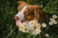 Concept of pets in nature. Aussie in field with daisies smiles with tongue sticking out. Portrait of Australian shepherd dog of